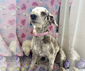 Poodle (Miniature) Dogs for adoption in Pacolet, SC, USA