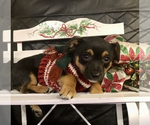 Chihuahua Puppy for sale in SHERMAN, TX, USA