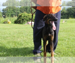 Medium Doberman Pinscher