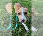 Small #1 Bulldog Mix