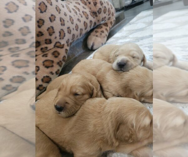 Medium Photo #4 English Cream Golden Retriever Puppy For Sale in SACRAMENTO, CA, USA