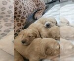 Small #3 English Cream Golden Retriever