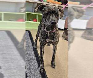 Mutt Dogs for adoption in Decatur, IL, USA
