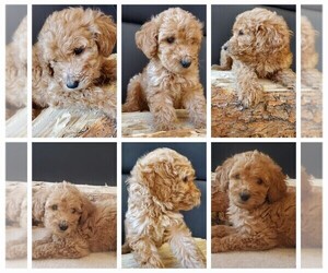 Double Doodle Puppy for sale in PARKER, CO, USA