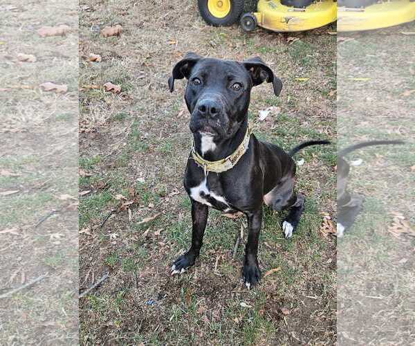 Medium Photo #3 American Pit Bull Terrier-Unknown Mix Puppy For Sale in Catasauqua, PA, USA