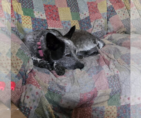 Medium Photo #6 Mutt Puppy For Sale in Garden City, NY, USA