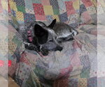 Small #5 Mutt