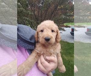 Medium Miniature Labradoodle