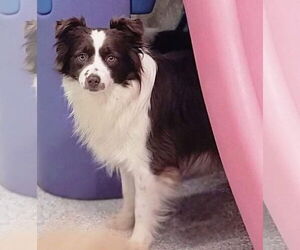 Crimson - Female Border Collie Dog for Adoption - Photo #6
