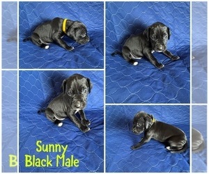 Medium Cane Corso-Great Dane Mix