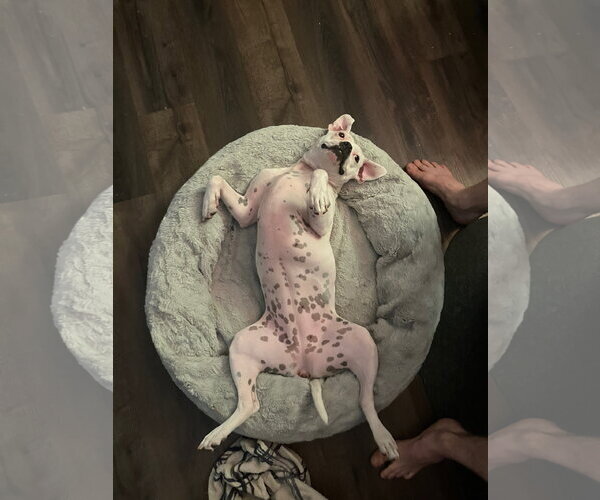Medium Photo #15 Mutt Puppy For Sale in Plainfield, IL, USA