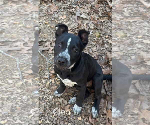 Medium Photo #2 Mutt Puppy For Sale in Parker Ford, PA, USA