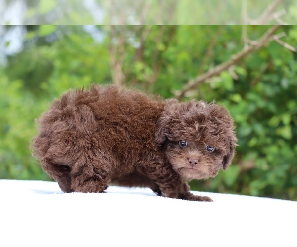 Medium Photo #10 ShihPoo Puppy For Sale in DYERSBURG, TN, USA