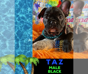 French Bulldog Puppy for sale in HEATHROW, FL, USA