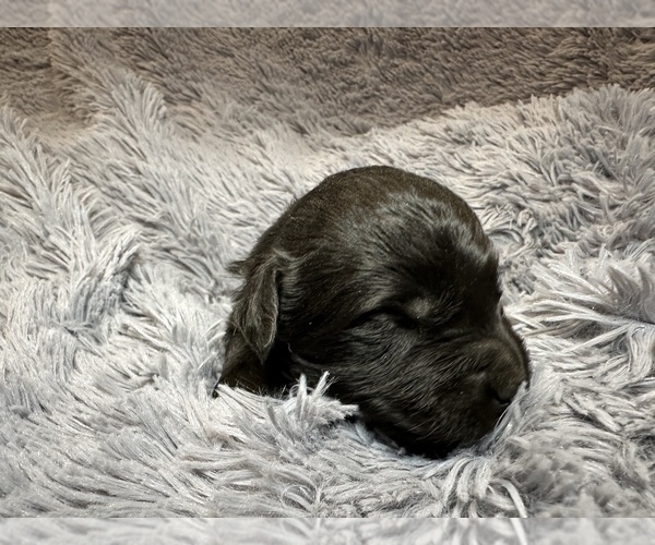 Medium Photo #3 Goldendoodle Puppy For Sale in MADERA, CA, USA