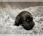 Small Photo #3 Goldendoodle Puppy For Sale in MADERA, CA, USA