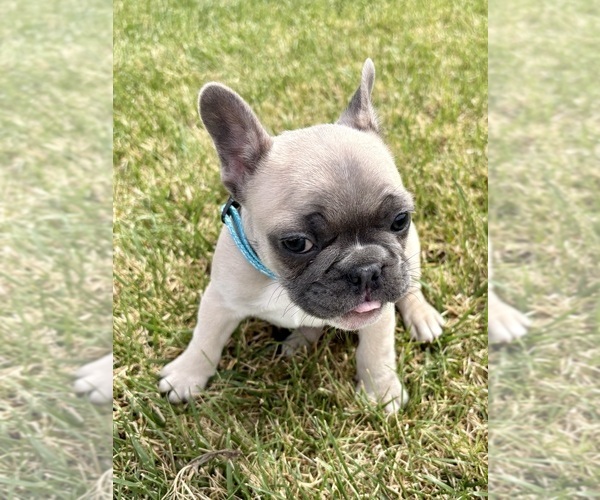 Medium Photo #5 French Bulldog Puppy For Sale in CANYON, TX, USA