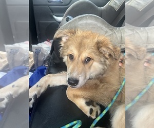 Border Collie Dogs for adoption in MORGANTOWN, WV, USA