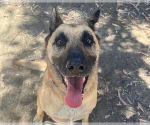 Medium Photo #1 Mutt Puppy For Sale in Martinez, CA, USA