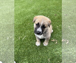 German Shepherd Dog-Unknown Mix Dogs for adoption in The Woodlands, TX, USA