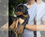Small Photo #22 Doberman Pinscher Puppy For Sale in WHEELING, IL, USA