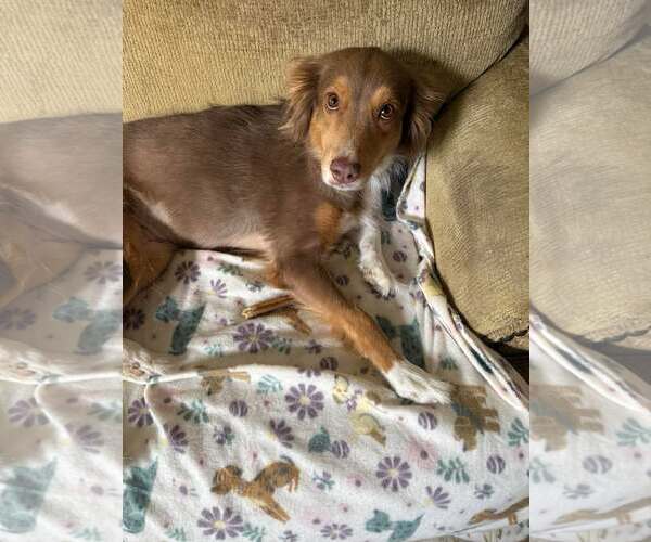 Medium Photo #7 Australian Shepherd Puppy For Sale in Cape May, NJ, USA