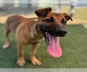 Mutt Dogs for adoption in Texas City, TX, USA
