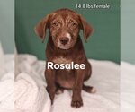 Small #1 Labrador Retriever Mix
