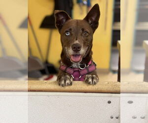 Mutt Dogs for adoption in Candler, NC, USA
