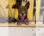 Small Mutt