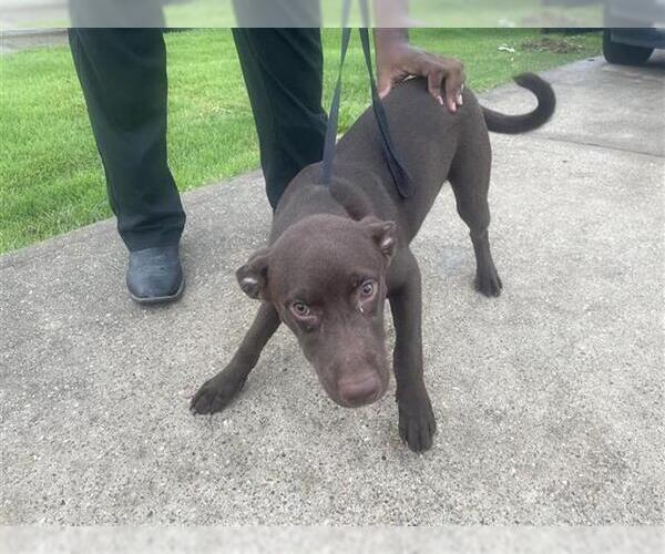 Medium Photo #1 Labrador Retriever Puppy For Sale in Houston, TX, USA