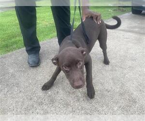 Labrador Retriever Dogs for adoption in Houston, TX, USA