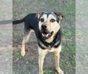 Mutt Dogs for adoption in Brooklyn Center, MN, USA