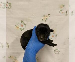 Mutt Dogs for adoption in Modesto, CA, USA