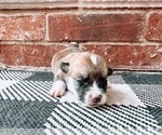 Small Photo #2 Pembroke Welsh Corgi Puppy For Sale in SPRINGDALE, AR, USA