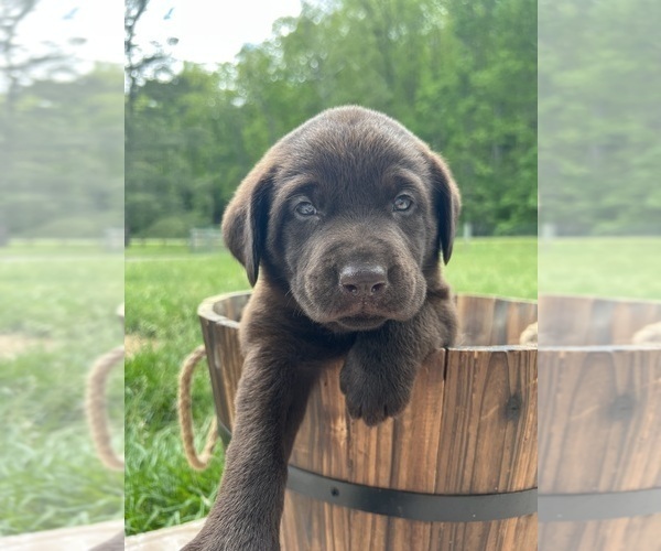 Medium Photo #4 Labrador Retriever Puppy For Sale in NEOLA, WV, USA