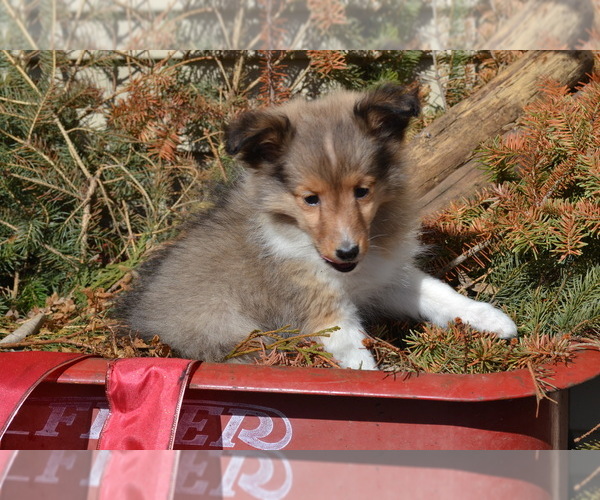 Medium Photo #17 Shetland Sheepdog Puppy For Sale in GREENWOOD, WI, USA