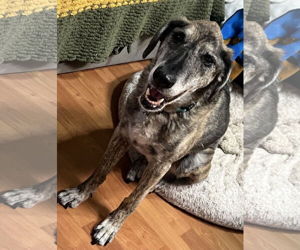 Medium Photo #2 Catahoula Leopard Dog-Labrador Retriever Mix Puppy For Sale in Phoenix, AZ, USA