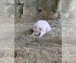Small Photo #18 Great Pyrenees Puppy For Sale in RONAN, MT, USA