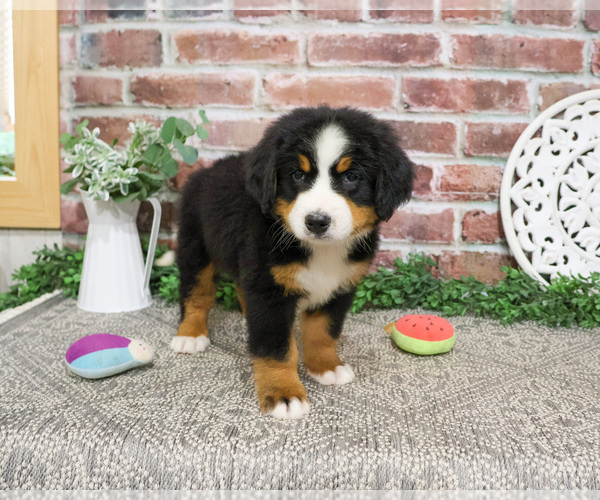 Medium Photo #6 Bernese Mountain Dog Puppy For Sale in SYRACUSE, IN, USA
