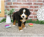 Small #5 Bernese Mountain Dog