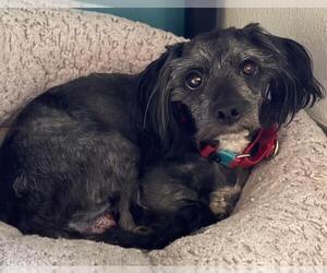 Mutt Dogs for adoption in Los Angeles, CA, USA
