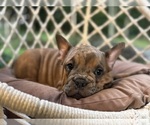 Small #2 English Bulldog-French Bulldog Mix