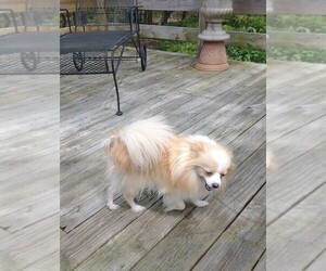 Pomeranian Puppy for sale in MARLTON, NJ, USA