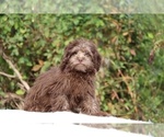 Small #21 ShihPoo
