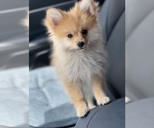Pomeranian Puppy for sale in FORT MYERS, FL, USA