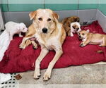 Small #1 Golden Retriever Mix
