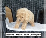 Small #3 Cock-A-Poo