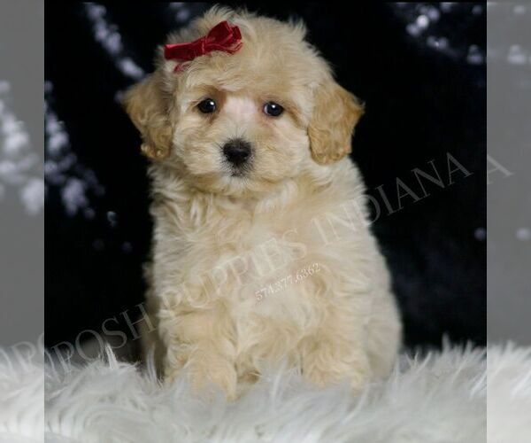 Medium Photo #1 Maltipoo Puppy For Sale in WARSAW, IN, USA