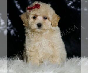 Maltipoo Puppy for sale in WARSAW, IN, USA